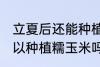 立夏后还能种植糯玉米吗 立夏后还可以种植糯玉米吗