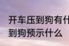开车压到狗有什么兆头 开车不小心压到狗预示什么