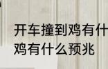 开车撞到鸡有什么兆头 男人开车撞到鸡有什么预兆