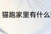 猫跑家里有什么预兆 猫跑家里的寓意