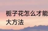 栀子花怎么才能养好 栀子花养护的三大方法