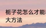 栀子花怎么才能养好 栀子花养护的三大方法