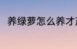 养绿萝怎么养才茂盛 养绿萝的方法