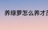 养绿萝怎么养才茂盛 养绿萝的方法