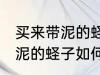 买来带泥的蛏子怎么养才不死 买来带泥的蛏子如何养才不死