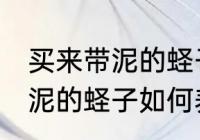 买来带泥的蛏子怎么养才不死 买来带泥的蛏子如何养才不死