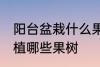阳台盆栽什么果树最好 在阳台适合种植哪些果树