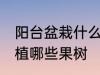 阳台盆栽什么果树最好 在阳台适合种植哪些果树