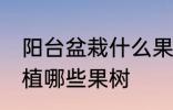 阳台盆栽什么果树最好 在阳台适合种植哪些果树