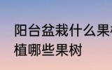 阳台盆栽什么果树最好 在阳台适合种植哪些果树