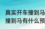 真实开车撞到马有什么兆头 梦到开车撞到马有什么预兆