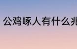 公鸡啄人有什么兆头 公鸡啄人的征兆