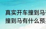 真实开车撞到马有什么兆头 梦到开车撞到马有什么预兆