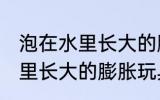 泡在水里长大的膨胀玩具原理 泡在水里长大的膨胀玩具原理是什么