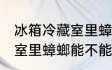 冰箱冷藏室里蟑螂能存活吗 冰箱冷藏室里蟑螂能不能存活