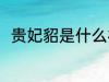 贵妃貂是什么材质 贵妃貂是何材质