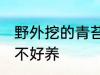 野外挖的青苔好养吗 野外挖的青苔好不好养