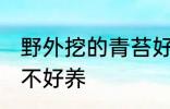 野外挖的青苔好养吗 野外挖的青苔好不好养