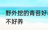 野外挖的青苔好养吗 野外挖的青苔好不好养