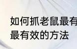 如何抓老鼠最有效的方法 哪种抓老鼠最有效的方法