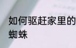 如何驱赶家里的蜘蛛 怎么驱赶家里的蜘蛛