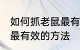 如何抓老鼠最有效的方法 哪种抓老鼠最有效的方法