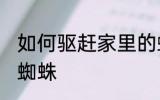 如何驱赶家里的蜘蛛 怎么驱赶家里的蜘蛛