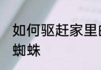 如何驱赶家里的蜘蛛 怎么驱赶家里的蜘蛛